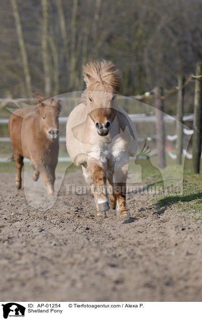 Shetland Pony / Shetland Pony / AP-01254