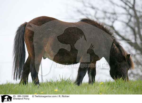 Shetlandpony / Shetland Pony / RR-13086