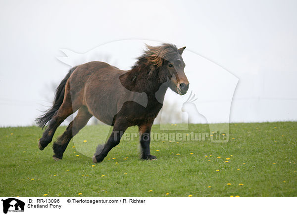 Shetlandpony / Shetland Pony / RR-13096