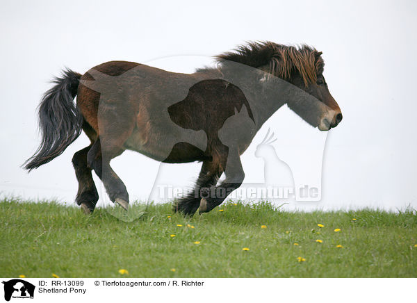 Shetlandpony / Shetland Pony / RR-13099