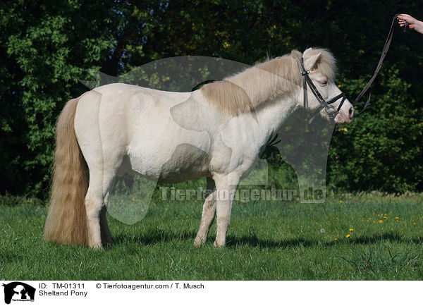 Sheltand Pony / TM-01311