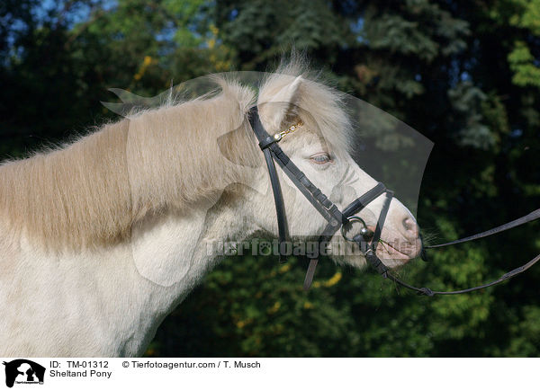 Sheltandpony / Sheltand Pony / TM-01312