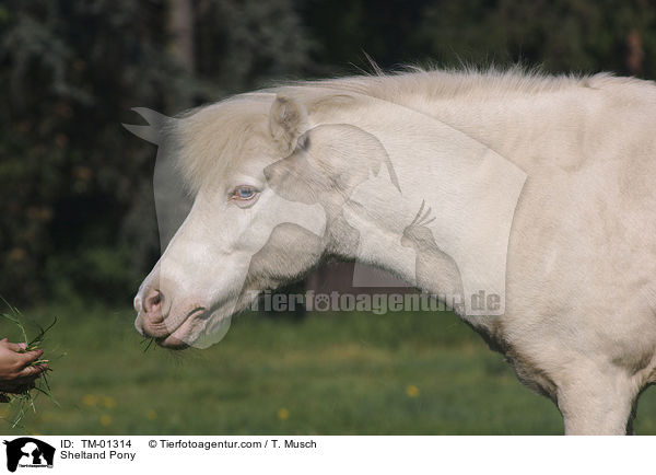 Sheltandpony / Sheltand Pony / TM-01314