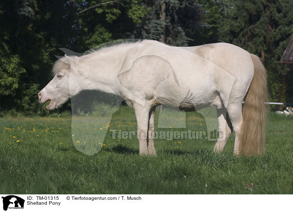 Sheltandpony / Sheltand Pony / TM-01315
