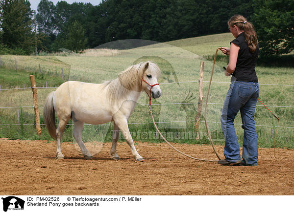 Bodenarbeit Rckwrtsrichten / Shetland Pony goes backwards / PM-02526