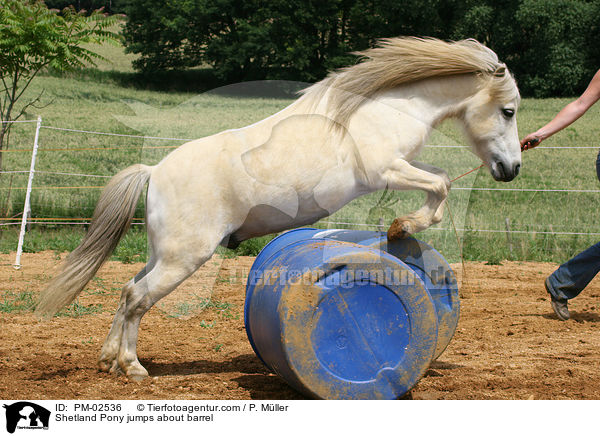 Bodenarbeit / Shetland Pony jumps about barrel / PM-02536