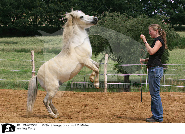 rearing Pony / PM-02538