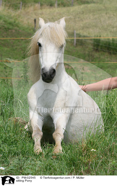 sitzendes Pony / sitting Pony / PM-02545