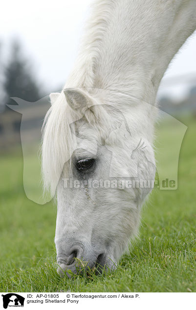 grazing Shetland Pony / AP-01805