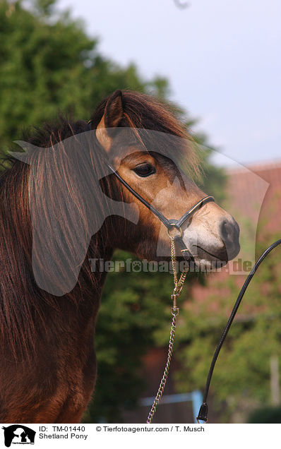 Shetland Pony / TM-01440