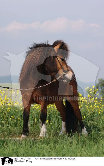 Shetland Pony / TM-01441