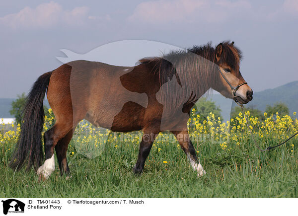 Shetland Pony / Shetland Pony / TM-01443