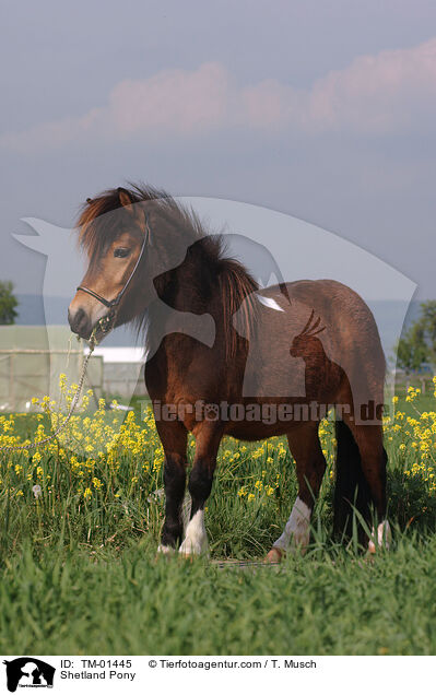 Shetland Pony / Shetland Pony / TM-01445