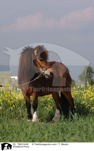 Shetland Pony / Shetland Pony / TM-01446