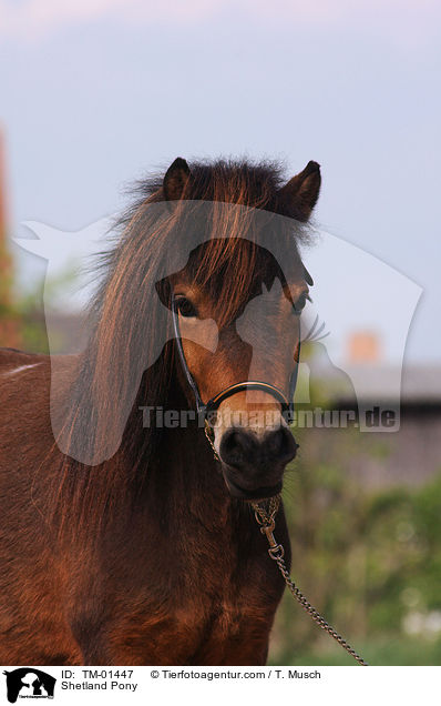 Shetland Pony / Shetland Pony / TM-01447