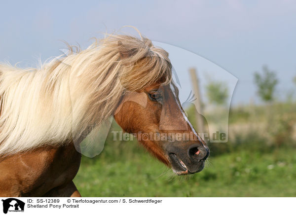 Shetland Pony Portrait / Shetland Pony Portrait / SS-12389