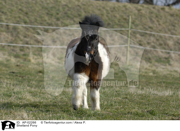 geschecktes Shetlandpony / Shetland Pony / AP-02266