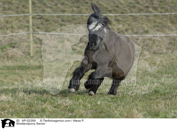 Shetlandpony Senior / AP-02269