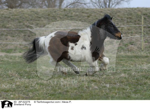 geschecktes Shetlandpony / Shetland Pony / AP-02275