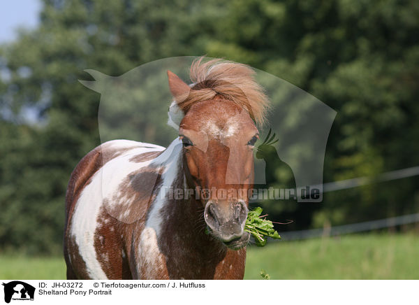 Sheltandpony Portrait / Sheltand Pony Portrait / JH-03272