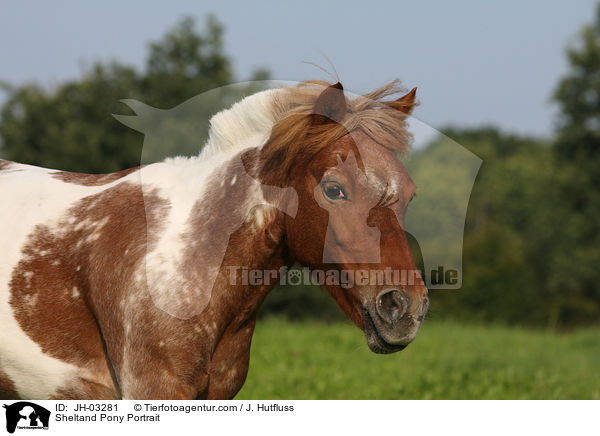 Sheltandpony Portrait / Sheltand Pony Portrait / JH-03281
