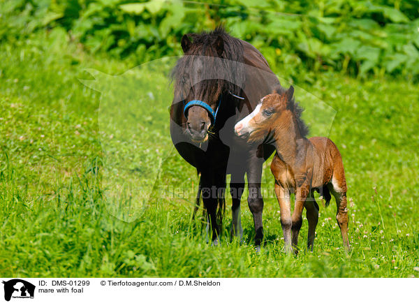 mare with foal / DMS-01299