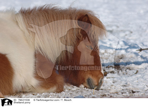 Shetlandpony / Shetland pony / TM-01536