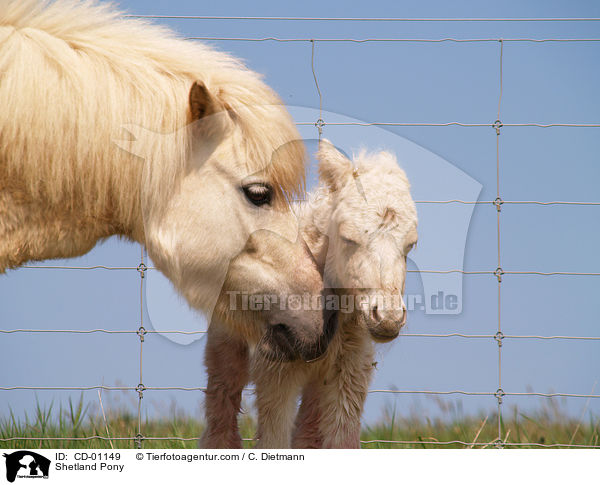 Shetlandponys / Shetland Pony / CD-01149