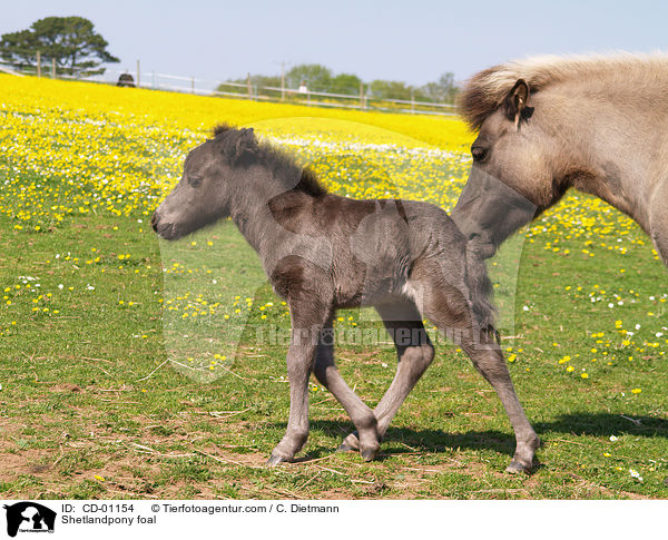 Shetlandpony Fohlen / Shetlandpony foal / CD-01154