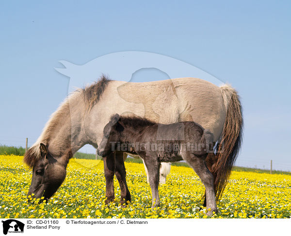Shetlandponys / Shetland Pony / CD-01160