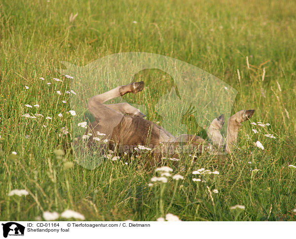 Shetlandpony Fohlen / Shetlandpony foal / CD-01164