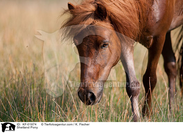 Shetlandpony / Shetland Pony / KF-01874
