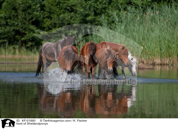Shetlandpony-Herde / herd of Shetlandponys / KF-01880