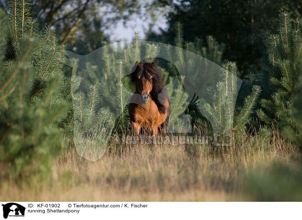 rennendes Shetlandpony / running Shetlandpony / KF-01902