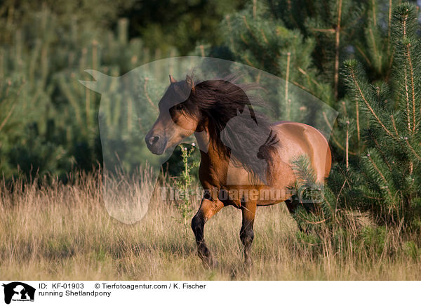 rennendes Shetlandpony / running Shetlandpony / KF-01903