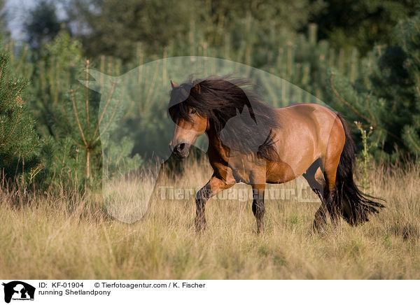 rennendes Shetlandpony / running Shetlandpony / KF-01904