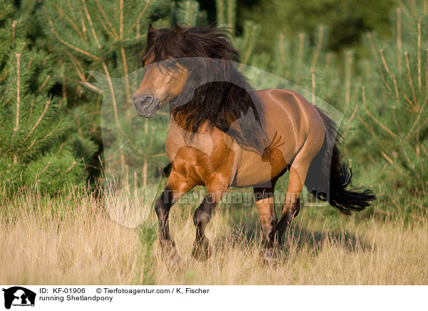 rennendes Shetlandpony / running Shetlandpony / KF-01906