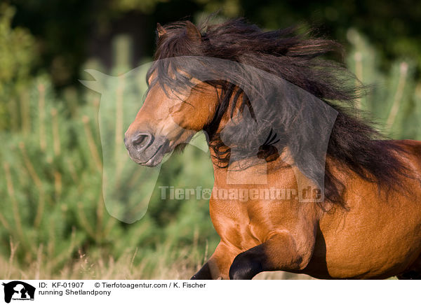 rennendes Shetlandpony / running Shetlandpony / KF-01907