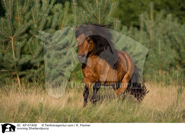 rennendes Shetlandpony / running Shetlandpony / KF-01908