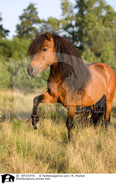Shetlandpony shows trick / KF-01914
