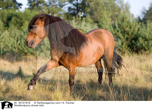 Shetlandpony zeigt Spanischen Schritt / Shetlandpony shows trick / KF-01916