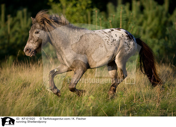 running Shetlandpony / KF-01920