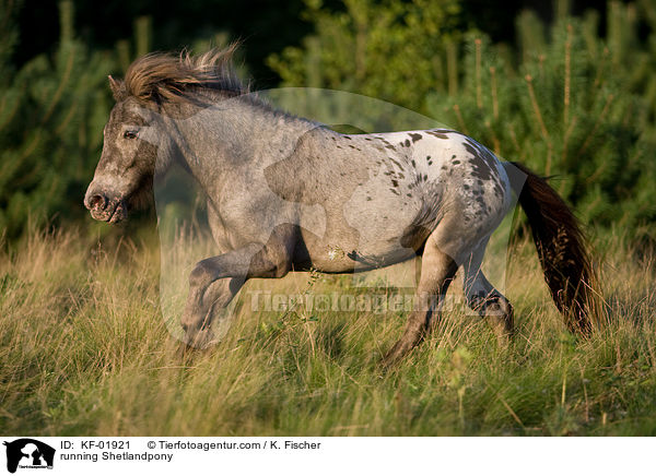 rennendes Shetlandpony / running Shetlandpony / KF-01921