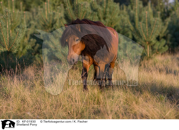 Shetlandpony / Shetland Pony / KF-01930