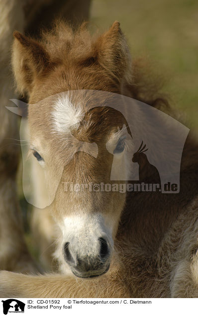 Shetland Pony Fohlen / Shetland Pony foal / CD-01592
