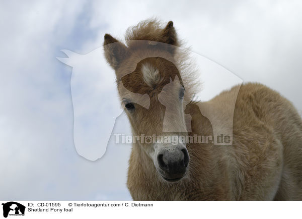 Shetland Pony Fohlen / Shetland Pony foal / CD-01595