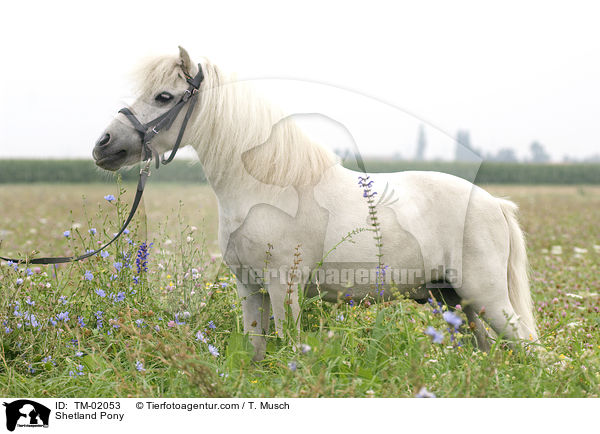 Shetland Pony / TM-02053