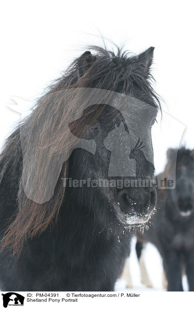 Shetland Pony Portrait / PM-04391