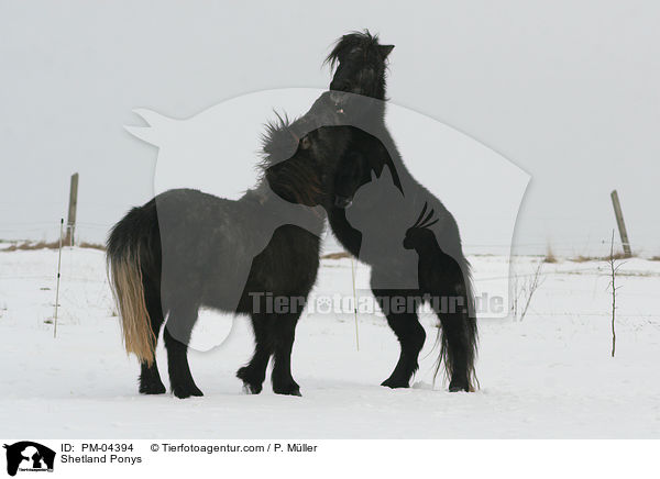 Shetland Ponys / Shetland Ponys / PM-04394