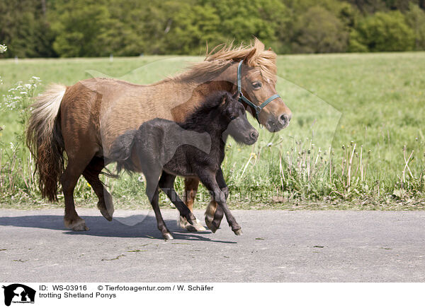 trotting Shetland Ponys / WS-03916